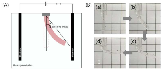 (A) Experimental set-up for bending angle measurement of PAAc/PVA/PEG hydrogel; (B) Photographs of PAAc/PVA/PEG55-1-40k in 0.025 M NaCl electrolyte solution at 10 V voltage (a) 0 s, (b) 20 s, (c) 40 s, (d) 60 s