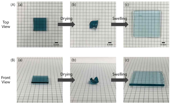 Photographs of P(VBS/HEMA/AAm)-1/10/5-1 hydrogel taken from the top (A) (a) original sample, (b) dried sample at 50 ℃ for 24 h, (c) swollen sample at 25 ℃ for 24 h; and taken from the front (B) (a) original sample, (b) dried sample at 50 ℃ for 24 h, (c) swollen sample at 25 ℃ for 24 h