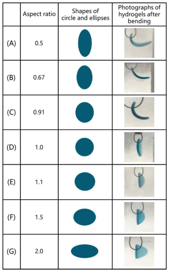 Photographs of bending direction of circlar or elliptical P(VBS/HEMA/AAm)-1/10/5-1 hydrogels according to aspect ratio of (A) 0.5; (B) 0.67; (C) 0.91; (D) 1.0; (E) 1.1; (F) 1.5; (G) 2.0 in the electric field