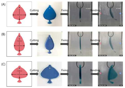 Design and bending motion measurement of P(VBS/HEMA/AAm)-1/10/5-1 fish hydrogel soft actuator with aspect ratio of (A) 1.0; (B) 0.67; (C) 1.5 in the electric field