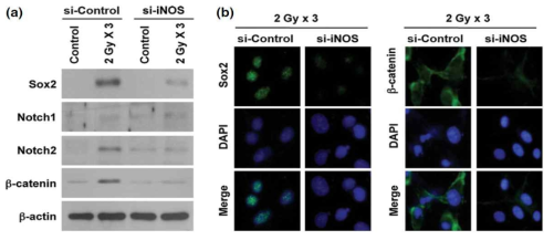 교모세포종 세포의 방사전 집적후 NOS에 의해 방사선 저항성의 핵심인 stemness와 invastion 관련 protein level이 올라감이 보고됨 (Kim et al., 2013, Cancer Sci)