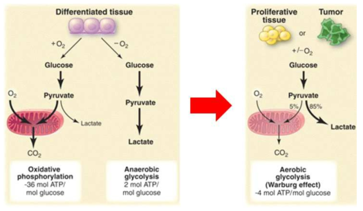 정상세포의 glycolysis 및 ATP 생성과정과 biomolecule 합성을 위한 산소 유무와 상관없는 암세포의 glycolysis 및 ATP생성과정 (Heiden et al., 2009, Science) (Warburg effect)