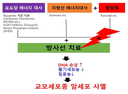 선별된 약물과 방사선 병용 처리 시 효과