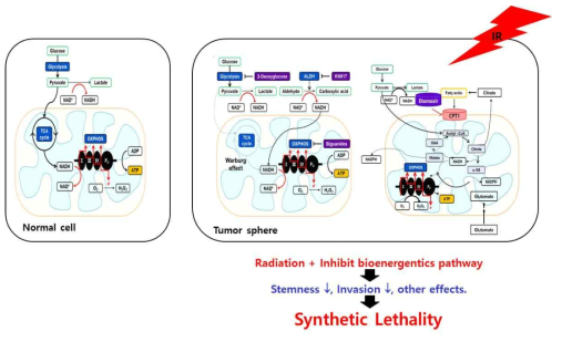 정상 세포와는 달리 암 세포만 특이적으로 의존하는 에너지 대사 경로와 이를 표적으로 하는 약물 모식도