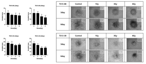 방사선 1, 3, 6Gy를 조사하여 3,6일 동안 침윤 억제 효능을 비교함
