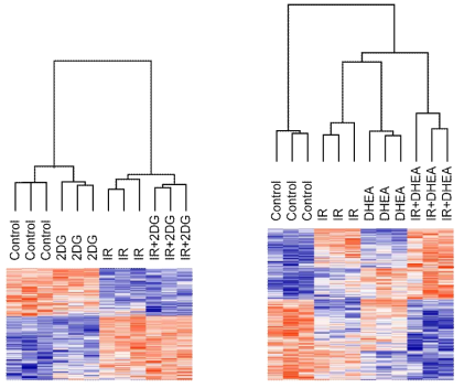 RNA-seq 분석 결과 도출된 DEG를 IR에 2DG를 병용 처리한 세트와 DHEA를 병용 처리한 세트로 구분하여 heat map으로 나타냄