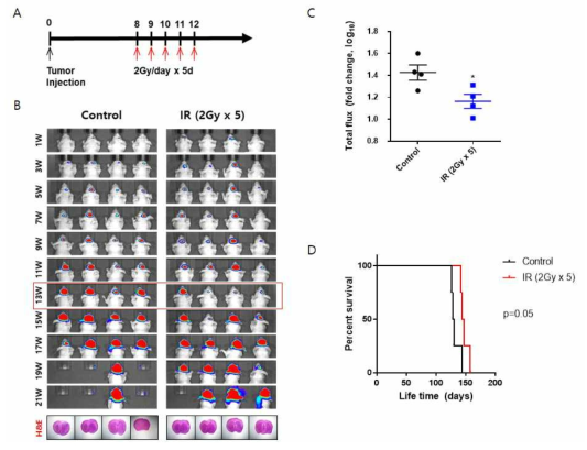 방사선 (2Gy/day x 5d) 조사하였을 때의 mouse survival, tumor growth 확인