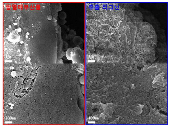 방사선 전자파 조사에 의한 물리적 활성화를 통해 합성된 팜열매부산물 및 추출 리그닌 바이오매스 소재 유래 다공성 탄소나노소재의 SEM 사진
