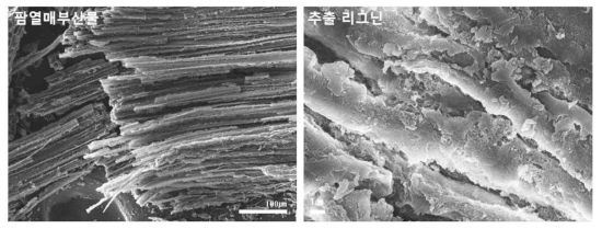 1차 탄소화 최적화 완료된 탄소소재의 SEM 사진