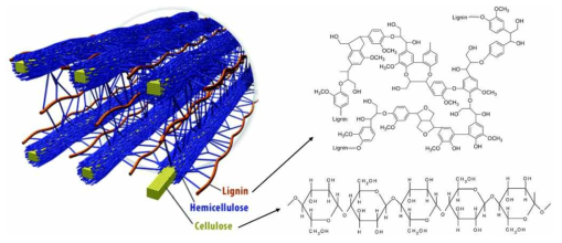 목재폐기물을 이루는 목질의 구조 및 대표적 구성 성분