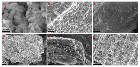 1차 탄소화 과정을 통해 합성된 탄소나노소재 전구체 후보군의 SEM 촬영 사진: A: 셀룰로오스. B: 리그닌, C: 쌀겨, D: 커피추출부산물, E: 바나나 과일껍질, F: 팜열매부산물