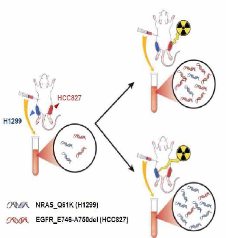 Two-tumor model bearing H1299 and HCC827 tumors in each less