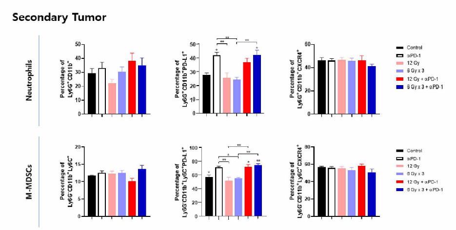 Two-tumor 폐암 동물 모델에서 일측 방사선 조사 및 anti-PDl 투여 후 이 차 종양 내 호중구 및 M-MDSC 발현 양상