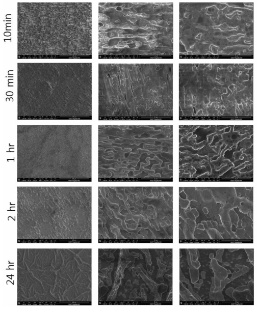 ODA-GO-polyDP 복합체 박막을 10분, 30분, 1시간, 2시간, 24시간 흡착 후 UV 를 24시간 조사하여 실리콘 기판에 증착시킨 SEM 이미지