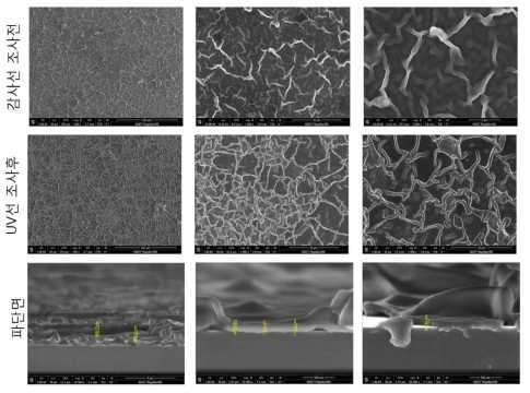 ODA-GO-polyDP 복합체 박막을 도파민 24시간 흡착 후 감마선 조사 유무에 따른 나노 링클 구조 변화 및 링클 측면 구조의 SEM 이미지