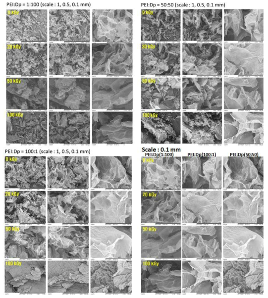 감마선 조사 강도와 도파민-PEI 비율에 따른 복합체 구조 변화의 SEM 측정 결과