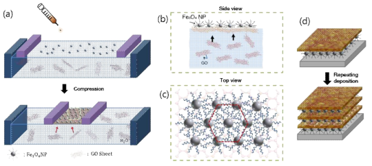 그래핀 옥사이드 (GO) - 철 산화물 (Fe3O4) 나노 입자 (NP) 하이브리드 필름을 제조하기 위한 랭뮤어-쉐퍼 (LS) 기술의 개략도. (a) 올레산이 표면에 합성된 Fe3O4 NP는 랭뮤어 트러프에서 수성 GO 용액의 표면에 분산된다. (b) 리간드 교체로 용액 내 GO 시트가 Fe3O4 NP와 함께 Langmuir 단층을 이룬다. GO-Fe3O4 하이브리드 필름은 42mN m-1의 표면압력까지 압축된다. (c) 압축된 Fe3O4 NP는 GO 모노레이어 상에 밀접하게 패킹 된 육각형 배열을 형성한다. (d) GO-Fe3O4 다층막은 LS 기법을 반복함으로써 Si 기판상에 증착된다
