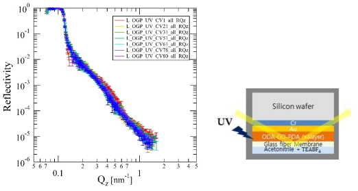 전기화학 셀 모식도 (우) 와 Cyclic voltammetry (CV) 와 중성자 반사율 동시측정 결과 data (좌). CV 뒤 숫자는 cycle number를 의미함