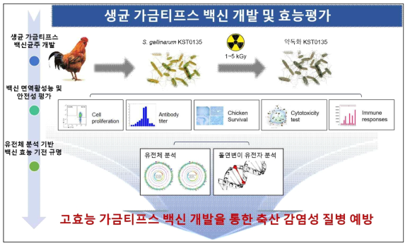 감마선 이용 가금티푸스 생균백신 개발 및 효능평가를 위한 추진전략(3차년도)