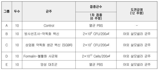 닭에서의 방사선조사-약독화 Salmonella gallinarum 백신 효능 평가 실험 개요