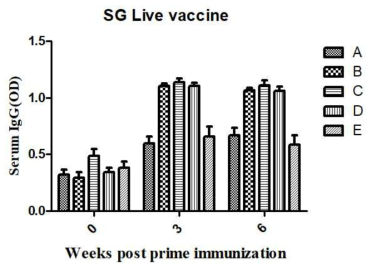 Salmonella gallinarum 약독화 백신을 닭에 근육 접종 후 S. gallinarum OMP에 대한 혈청 IgG 역가