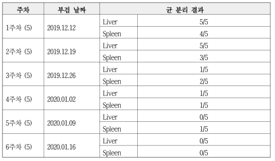 닭에서의 방사선조사-약독화 Salmonella gallinarum 백신 안전성 평가 실험 결과