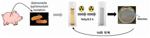 생균 살모넬라 백신 후보 균주 선별 과정