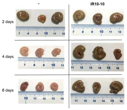 살모넬라 감염 시간별 맹장 병변 심화 정도에 대한 IR10-10 균주의 억제 효능 평가