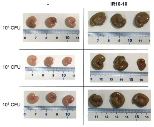 살모넬라 감염 농도별 맹장 병변 심화 정도에 대한 IR10-10 균주의 억제 효능 평가