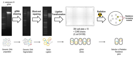 방사선 저항성 미생물 gDNA library 구축 과정
