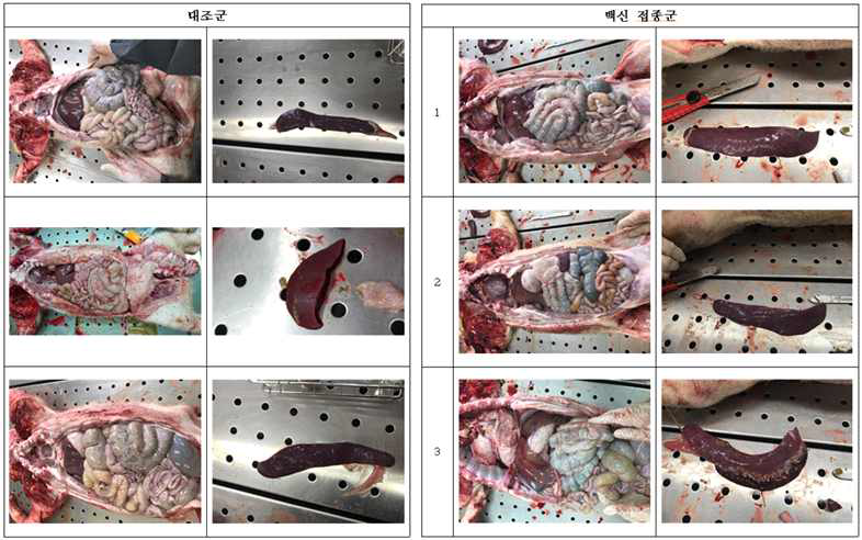 음성 대조군 및 백신접종군의 부검 소견