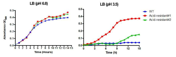 Acid 저항성 증대 균주와 야생형 균주의 성장곡선 비교