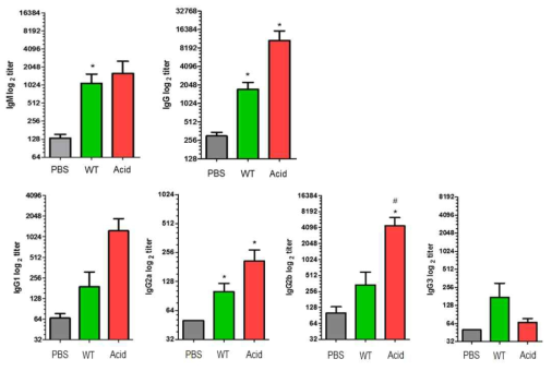 SG-WT과 SG-Acid 균주 사균백신의 항체 형성률 비교