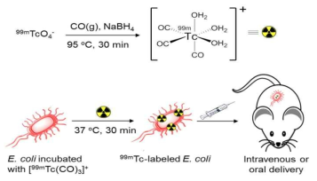 Tc-99m활용 박테리아의 체내거동평가 연구 전략