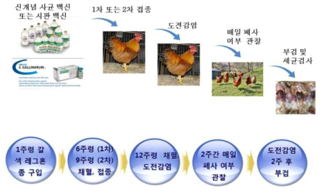 실험동물에서의 방사선조사-불활화 Salmonella gallinarum 사균체 백신의 실험 개요