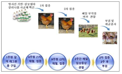 실험동물에서의 방사선조사-불활화 Salmonella gallinarum 사균체 백신의 실험 개요