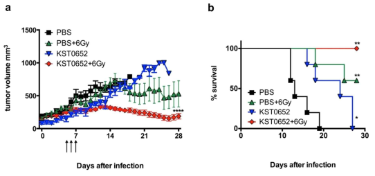 KST0652균주와 방사선 병용처리에 의한 종양 크기 변화 및 생존률