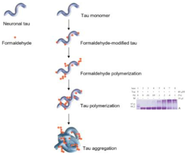 포르말린에 의한 Tau 단백질의 formyl-lysine 형성 및 이에 따른 단백질 aggregation 발생 현상