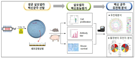 감마선 이용 생균 살모넬라 백신 개발 및 효능평가를 위한 추진전략(1차년도)