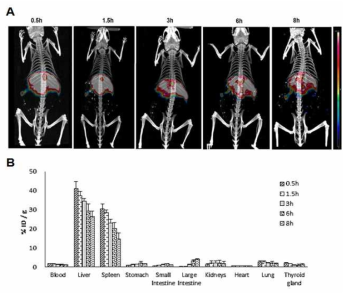 RI표지 대장균의 정맥투여 후 체내 분포 영상 및 정량 분석