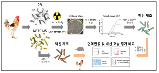 감마선 이용 가금티푸스 사균백신 개발 및 효능평가를 위한 추진전략(2차년도)