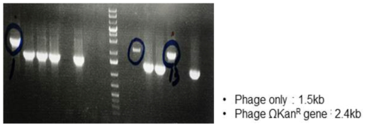 PCR을 통한 S. gallinarum 야생형 균주의 Chromosome 내 항생제 저항성 유전자를 가진 박테리오파아지 감염율 확인
