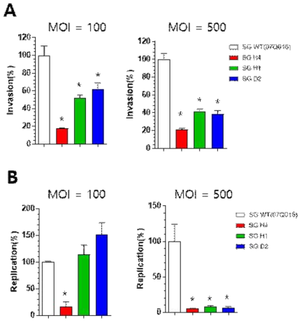 마우스 macrophage에서 S. gallinarum 약독화 균주들의 침투, 분열능 비교