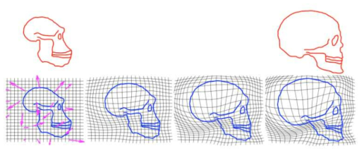 변형 영상 정합 예시(deformable image registration)