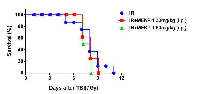 전신피폭에 대한 MEKP-1 복강투여 효과