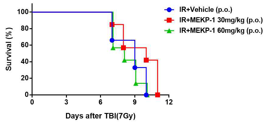 전신피폭에 대한 MEKP-1 경구투여 효과