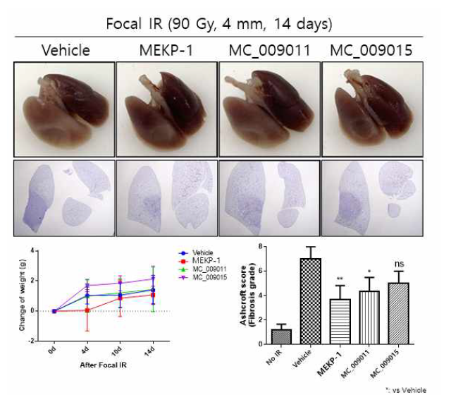 MEKP-1 유도체 경구 투여에 따른 방사선 유도 폐손상 억제 효과 (Ⅰ)