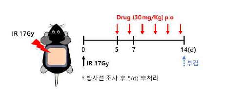 방사선 유도 피부 손상 모델 및 약물 투여 스킴