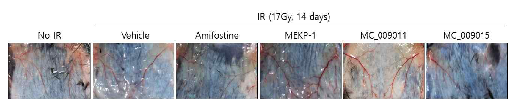 MEKP-1 유도체 투여에 따른 방사선 유도 피부 손상 억제 효과 (Ⅰ)