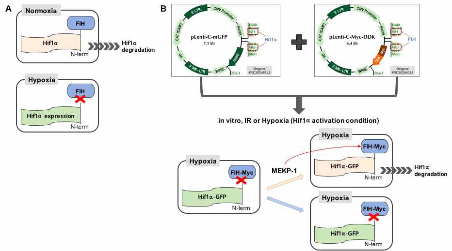 MEKP-1에 의한 FIH-HIF1⍺간의 상호관계 분석을 위한 시스템 화보